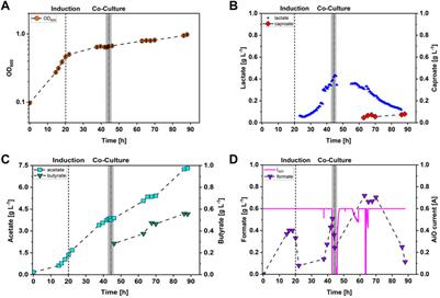 Lactate based caproate production with Clostridium drakei and process control of Acetobacterium woodii via lactate dependent in situ electrolysis